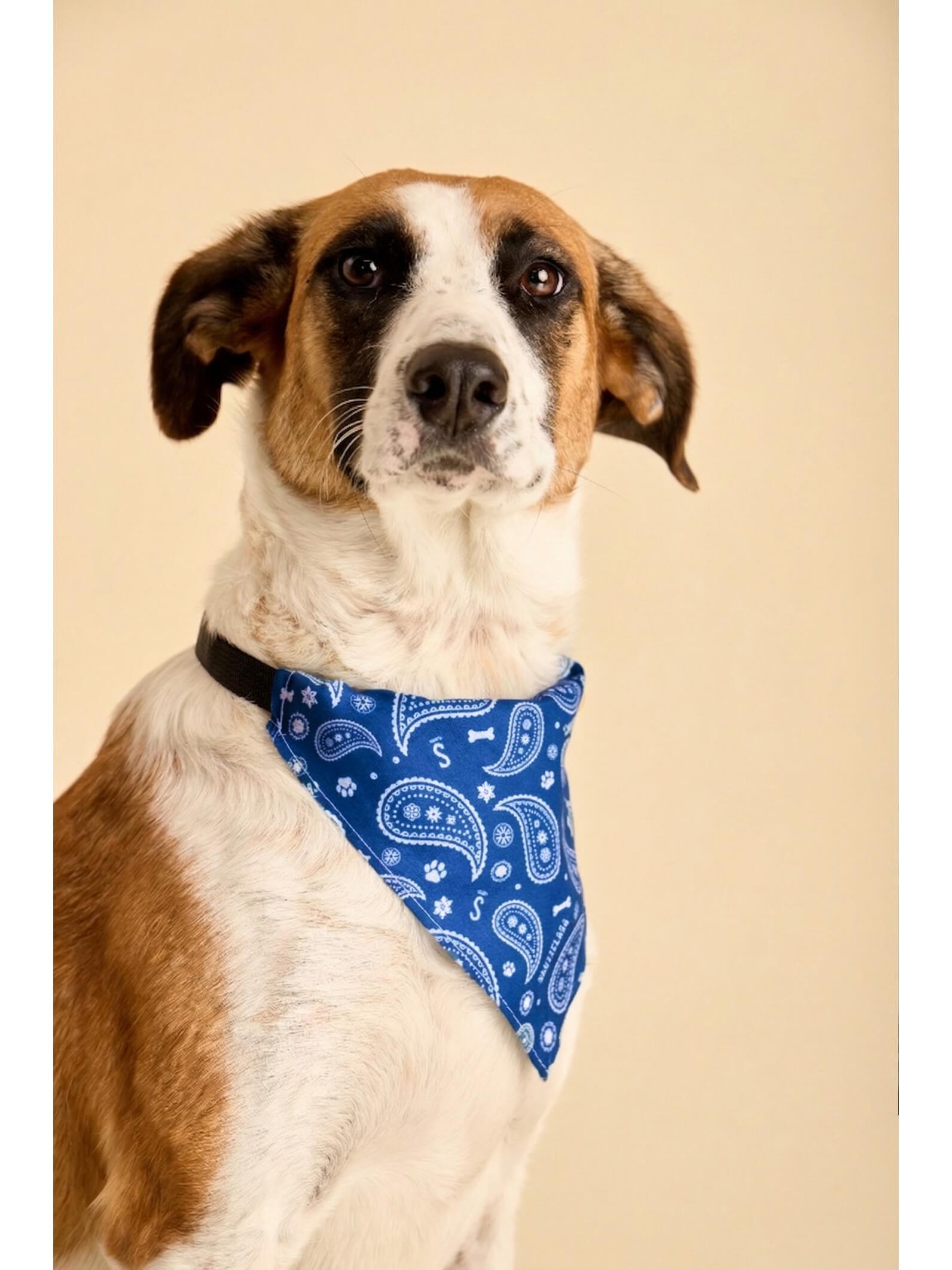 Pañuelo Bandana Para Perro Huella Azul