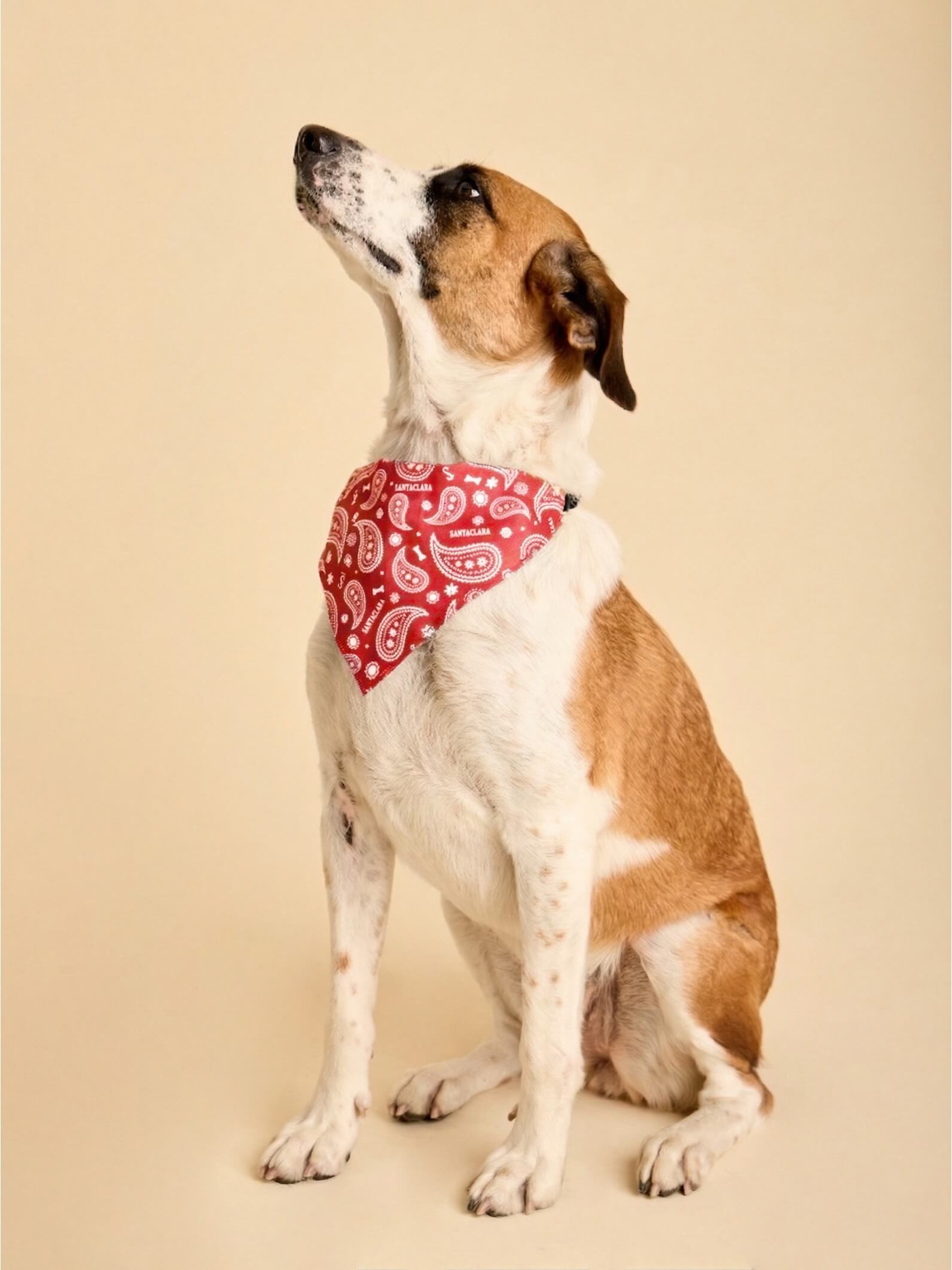 Pañuelo Bandana Para Perro Huella Rojo