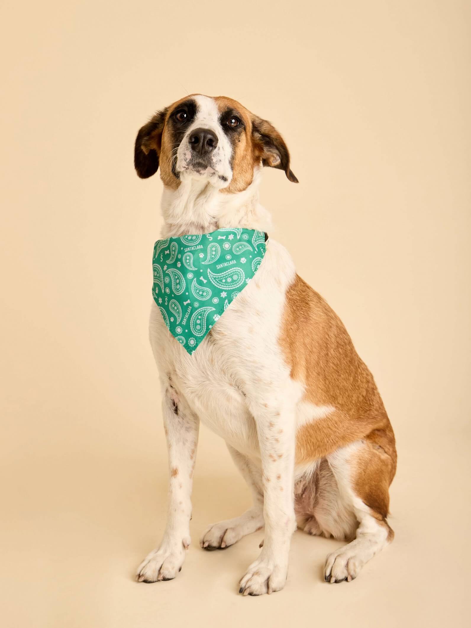 Pañuelo Bandana Para Perro Huella Verde
