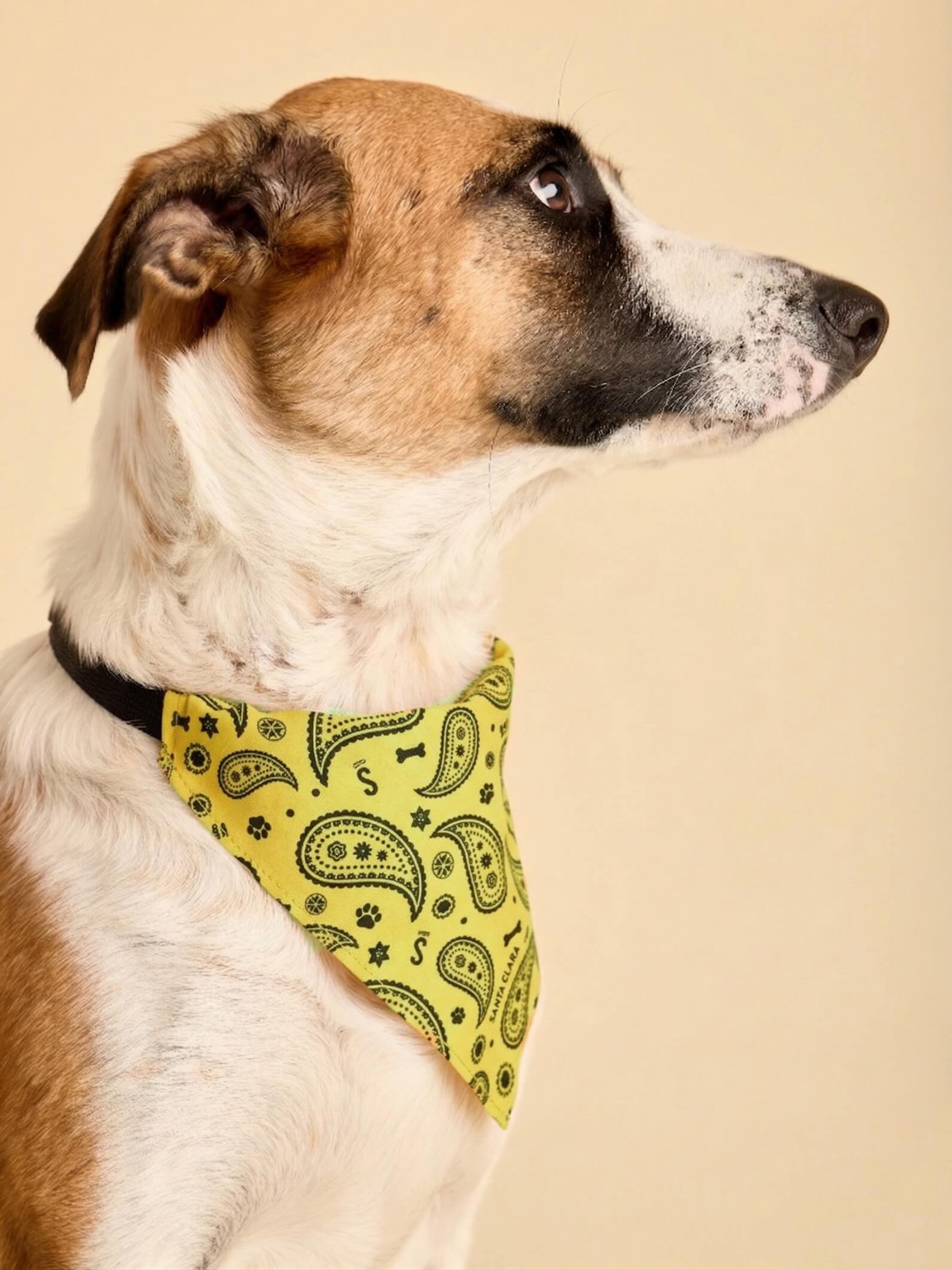 Pañuelo Bandana Para Perro Huella Amarillo