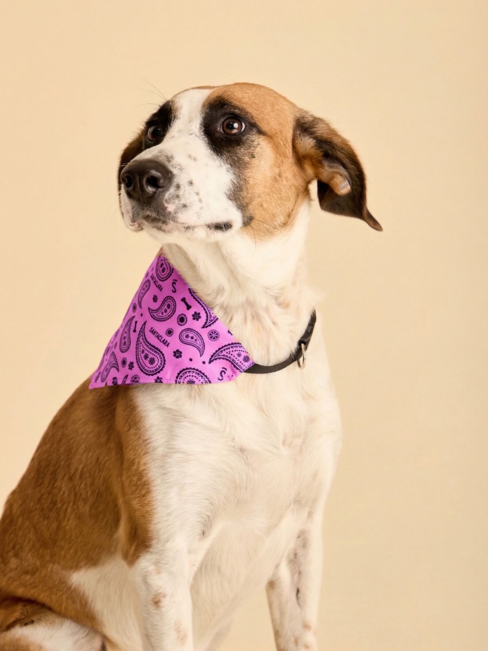 Pañuelo Bandana Para Perro Huella Rosa